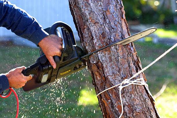 How Our Tree Care Process Works  in  Chase City, VA